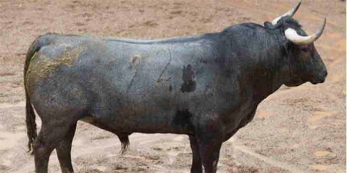 Primer toro de Victorino Martín que se lidiará esta tarde.