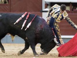Daniel Luque, hoy en Madrid. (FOTO: las-ventas.com)