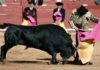 Morante toreando de capote esta tarde en Aranjuez.