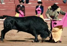 Morante toreando de capote esta tarde en Aranjuez.