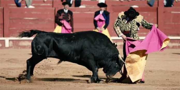 Morante toreando de capote esta tarde en Aranjuez.