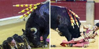 A la izquierda, Azuquita cogido por el cuarto en banderillas. A la derecha, el mismo novillo voltea a Pablo Aguado.