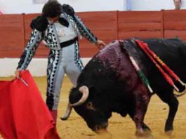 Morante toreando hoy sábado en Zafra. (FOTO: Gallardo / Badajoz Taurina)