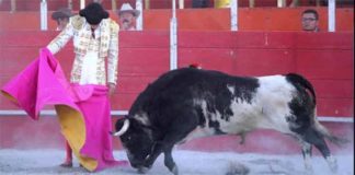 Antonio Nazaré toreando hoy de capote en Cholula (México).