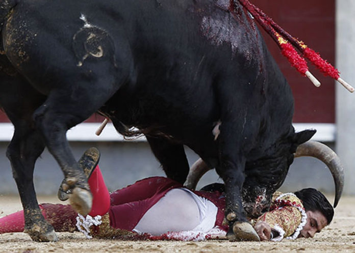 El sevillano Pablo Aguado, inconsciente, a merced del novillo de Fuente Ymbro hoy domingo en Madrid. (FOTO: Plaza1)