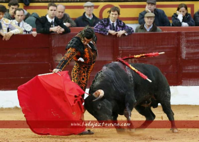 Derechazo de Morante en la segunda faena de hoy domingo en Olivenza. (FOTO: Gallardo / badajoztaurina.com)