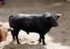 El toro de Núñez del Cuvillo que abrirá temporada hoy Domingo de Resurrección en la Maestranza.