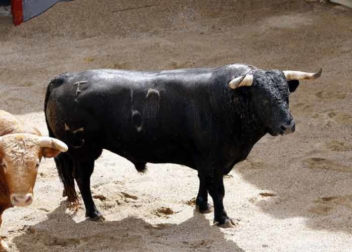 El toro de Núñez del Cuvillo que abrirá temporada hoy Domingo de Resurrección en la Maestranza.