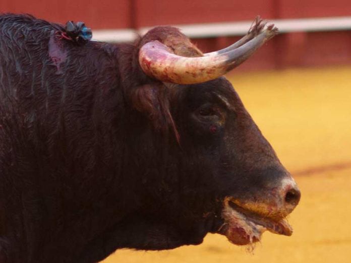 Novillo de El Freixo en la Maestranza.