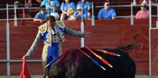 Salvador Cortés, toreando con gusto a su segundo toro de El Parralejo hoy en San Bartolomé de Pinares, al que le cortó la dos orejas. (FOTO: Ismael Díaz)