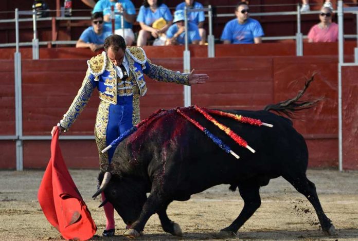 Salvador Cortés, toreando con gusto a su segundo toro de El Parralejo hoy en San Bartolomé de Pinares, al que le cortó la dos orejas. (FOTO: Ismael Díaz)