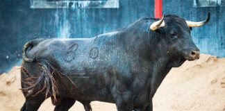 Aprobados los diez toros presentados por Garcigrande