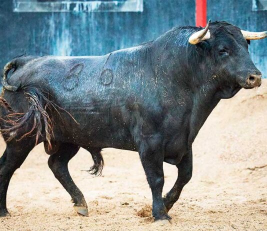 Aprobados los diez toros presentados por Garcigrande