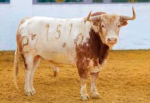 Corrida completa y variada del hierro de Alcurrucén