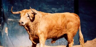 Corrida de Fuente Ymbro y sobreros de Murteira Grave