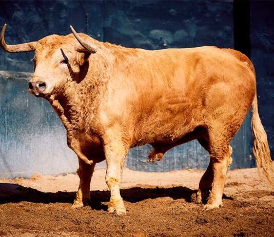 Corrida de Fuente Ymbro y sobreros de Murteira Grave