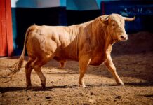 Rechazados tres novillos de Talavante por falta de trapío