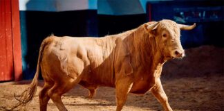 Rechazados tres novillos de Talavante por falta de trapío