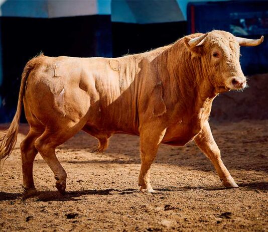 Rechazados tres novillos de Talavante por falta de trapío