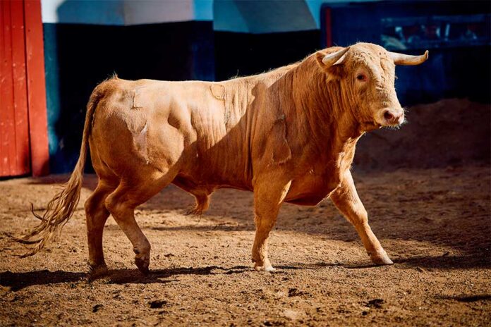 20260414-Talavante-ganadería