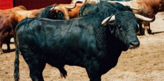 Corrida completa del hierro de Santiago Domecq