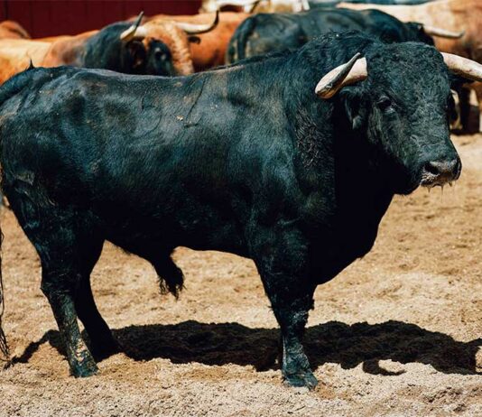 Corrida completa del hierro de Santiago Domecq