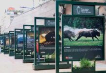 El toro, protagonista de una exposición en Puerta de Jerez
