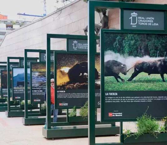 El toro, protagonista de una exposición en Puerta de Jerez